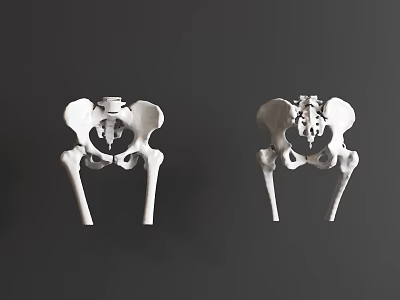 Pelvic Organs 3D Anatomical Model Pair Showing Human Skeletal Structure 3d model