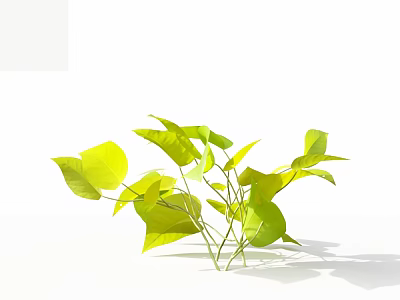 Fresh Green Bonsai Plant With Slender Branches For Indoor Home Decoration 3d model
