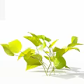 Fresh Green Bonsai Plant With Slender Branches For Indoor Home Decoration