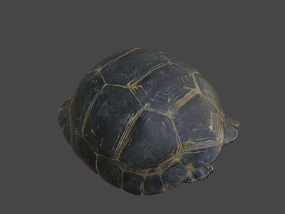 Close Up View Of Dark Turtle Shell With Yellow Patterned Texture 3d model