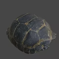 Close Up View Of Dark Turtle Shell With Yellow Patterned Texture 3d model