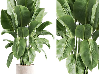 Large Leaf Potted Plant In White Pot For Indoor Home Decoration 3d model