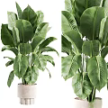 Large Leaf Potted Plant In White Pot For Indoor Home Decoration
