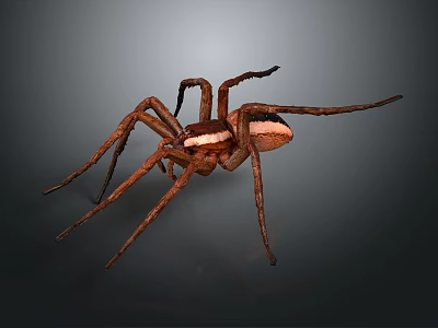 Brown Spider With Long Legs And Striped Body On Dark Background 3d model