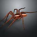 Brown Spider With Long Legs And Striped Body On Dark Background