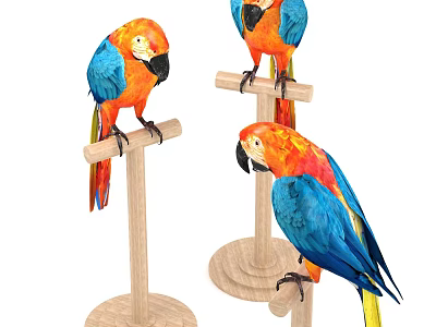 Three Colorful Flying Parrots Perching On Wooden Perches With Vibrant Feathers 3d model