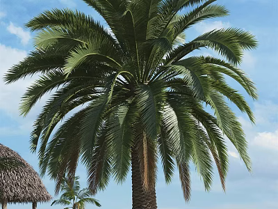 Tall Palm Tree With Green Fronds Against Blue Sky White Clouds And Thatched Roof Hut 3d model