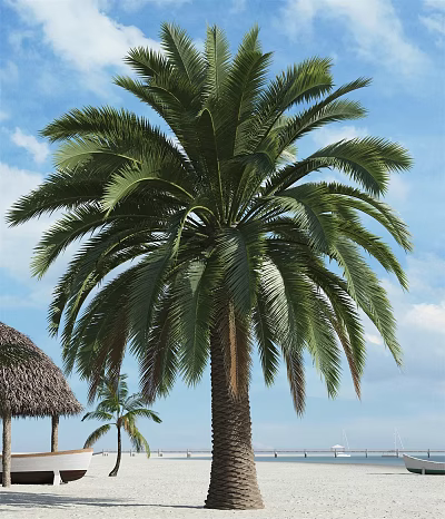 Tall Palm Tree With Green Fronds Against Blue Sky White Clouds And Thatched Roof Hut 3d model