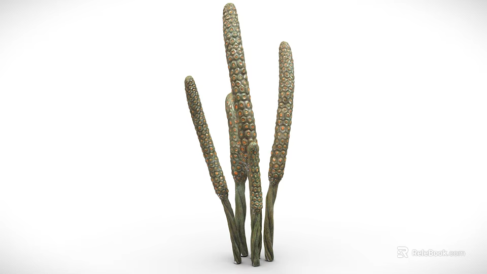 Slender Green Tall Plants With Multiple Upright Stems And Spike Like Tops 3d model 