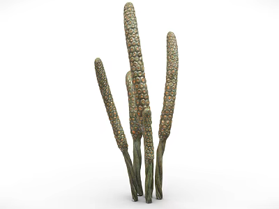 Slender Green Tall Plants With Multiple Upright Stems And Spike Like Tops 3d model