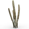 Slender Green Tall Plants With Multiple Upright Stems And Spike Like Tops