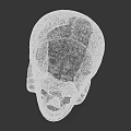 Detailed Human Skull Anatomical Model With Realistic Texture On Dark Background