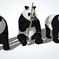 Three Giant Pandas with One Sitting Eating Bamboo and Two Standing