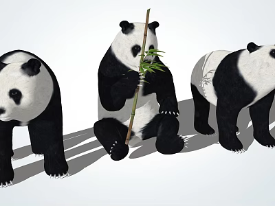 Three Giant Pandas with One Sitting Eating Bamboo and Two Standing 3d model
