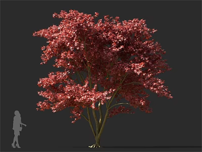 Red Leaf Arbor With Vibrant Foliage And Human Silhouette For Scale 3d model