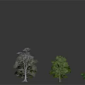 Various Forms And Colors Of Trees Including Blue Green And Leafless On Gray Background