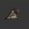 Close Up View Of Butterfly With Brown And White Wings On Gray Background