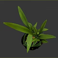 Small Bamboo Plant with Green Leaves in Owl Shaped Decorative Pot