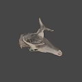 Detailed Dinosaur Skull Fossil Exhibit From University of Wyoming Collection