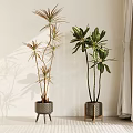 Indoor Potted Plants Different Types In Metal Planters With Light Colored Walls And Curtains