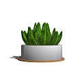 Succulent Plant Growing in White Ceramic Pot with Brown Wooden Tray