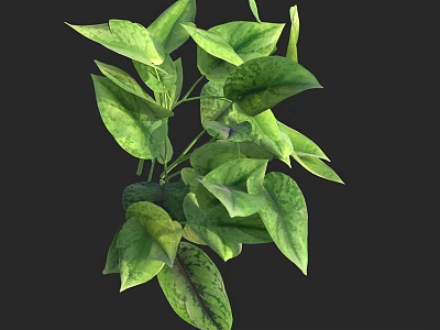 Healthy Lush Green Variegated Houseplant With Vibrant Leaves For Indoor Decor 3d model