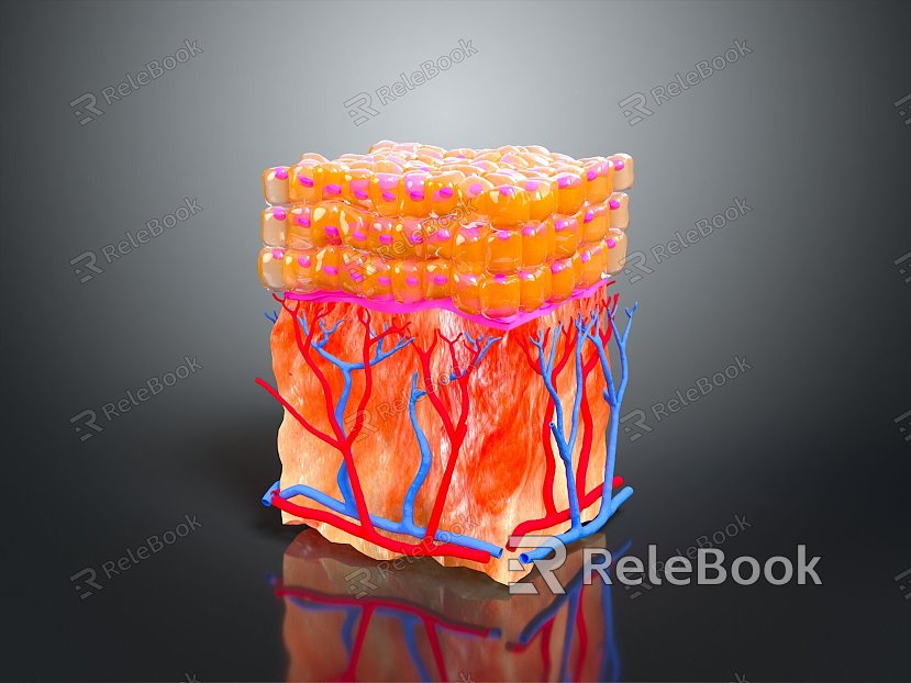 Epidermal cross section Skin planing Facial subdermal tissue Skin tissue Human skin tissue Human skin model