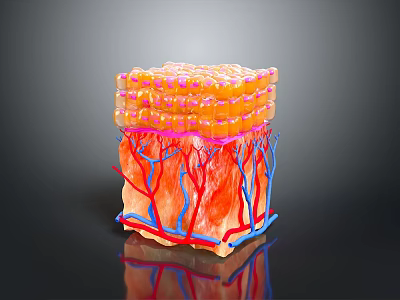 3D Rendered Skin Care Product Structure With Layers Blood Vessels And Cells 3d model