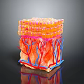3D Rendered Skin Care Product Structure With Layers Blood Vessels And Cells