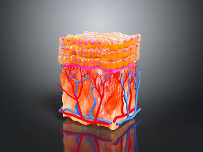 Epidermal cross section Skin planing Facial subdermal tissue Skin tissue Human skin tissue Human skin 3d model