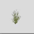 Green Leaf Shrub With White Flowers And 75 Cm Height Measurement