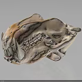 Detailed Big Cat Skull Anatomical Organ With Sharp Teeth And Skeletal Structure