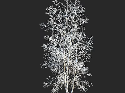Tall Leafless Arbor With White Trunk And Bare Branches On Black Background 3d model