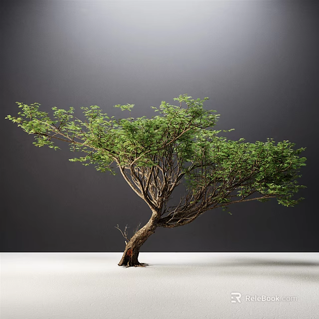 Green Leafy Tree With Twisted Trunk Intricate Branches On White Ground Gray Background 3d model 