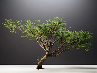 Green Leafy Tree With Twisted Trunk Intricate Branches On White Ground Gray Background 3d model