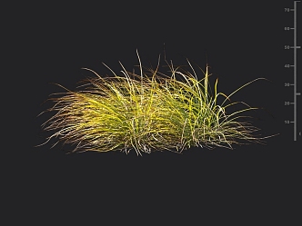 wind-blown grass feather grass thatched grass weeds grass flowers grass forage lawn ornamental plants 3d model