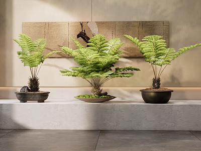 Lush Fern Bonsai Potted Plants on Stone Shelf Against Neutral Wall Backdrop 3d model