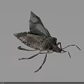Spotted Bug with Spread Transparent Wings and Detailed Exoskeleton on Dark Background 3d model