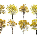 Various Tree Species With Yellow Leaves And Diverse Growth Forms 3d model