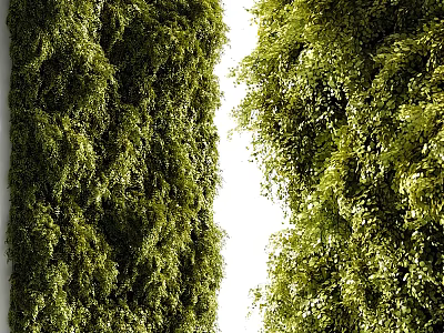 Living Green Plant Wall With Lush Foliage And Natural Vertical Garden Design 3d model