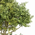 Tall Lush Green Arbor Trees With Thick Trunks And Dense Foliage