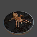 Copper Spider On Round Metal Tray With Dark Background Surface 3d model