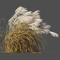 Ornamental Grass With White Plumes Swaying In Wind For Garden Decoration Various Angles