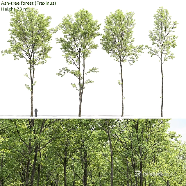 Tall Lush Green Garden Trees As Key Landscaping Features In Landscape 3d model 