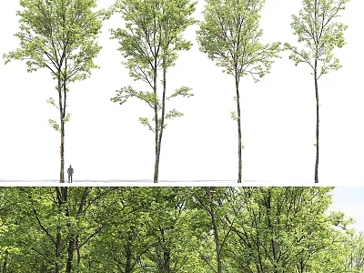 Tall Lush Green Garden Trees As Key Landscaping Features In Landscape 3d model
