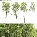 Tall Lush Green Garden Trees As Key Landscaping Features In Landscape