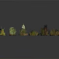 Diverse Collection of Natural Plants Featuring Grasses Shrubs and Foliage