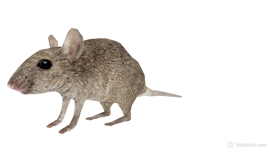 Gray Small Mouse With Big Ears And Short Tail Standing On White Background 3d model 