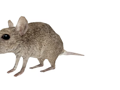 Gray Small Mouse With Big Ears And Short Tail Standing On White Background 3d model