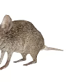 Gray Small Mouse With Big Ears And Short Tail Standing On White Background